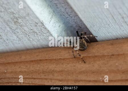 Eine dicke Spinne kriecht in einen Riss, um sich zu verstecken Stockfoto