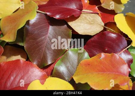 Nahaufnahme der glänzenden und bunten Herbstblätter eines Birnenbaums der Callery, Ouachita Mountains, Mena, Arkansas Stockfoto