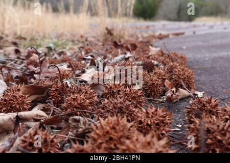 Im Winter stapeln sich Samenschoten von einem Süßgummi-Baum auf dem Boden Stockfoto