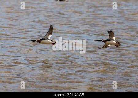 Männlicher Rotreiher-Merganser auf dem Flug. .Merganser ist eine Tauchente.Naturszene aus dem Lake michigan. Stockfoto