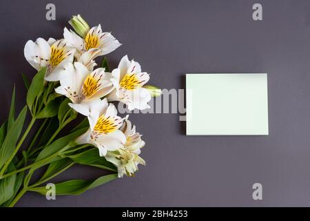 Schöne Alstroemeria Blüten auf dem grauen Hintergrund. Karte für Text. Stockfoto