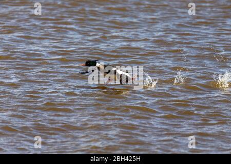 Männlicher Rotreiher-Merganser auf dem Flug. .Merganser ist eine Tauchente.Naturszene aus dem Lake michigan. Stockfoto