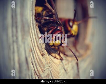 Zwei große Wespen - Hornissen über einen Eingang zu einem Nest. Stockfoto