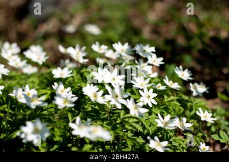 Schöne weiße Blumen von Anemonen im Frühling in einem Wald Nahaufnahme in Sonnenlicht in der Natur. Frühling Waldlandschaft mit blühenden Primeln.Blüte Stockfoto