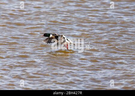 Männlicher Rotreiher-Merganser auf dem Flug. .Merganser ist eine Tauchente.Naturszene aus dem Lake michigan. Stockfoto