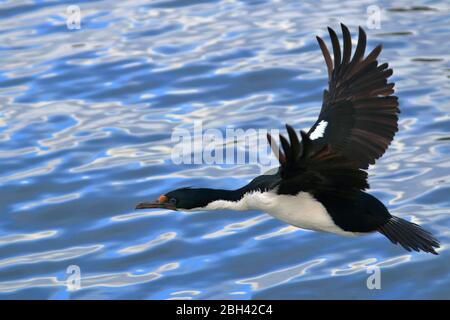 Foto eines Kaiserlichen Schnackes, der im Beagle-Kanal über den Ozean fliegt. Ushuaia; Argentinien Stockfoto