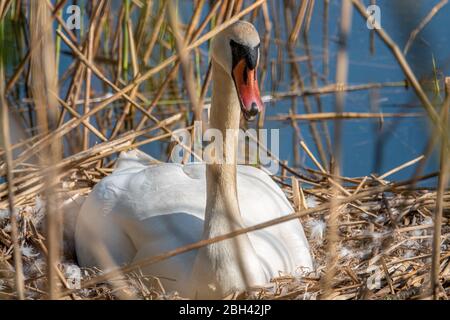 Ein weißer Schwan sitzt brütet in seinem Nest bei schönem Wetter Stockfoto
