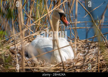Ein weißer Schwan sitzt brütet in seinem Nest bei schönem Wetter Stockfoto