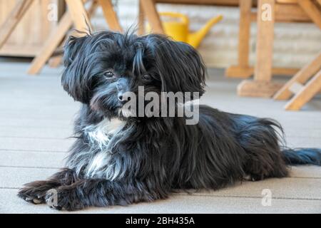 Ein Porträt einer schwarzen Bolonka auf einer Terrasse Stockfoto