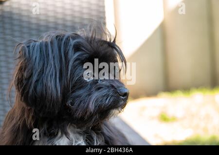 Ein Porträt einer schwarzen Bolonka auf einer Terrasse Stockfoto