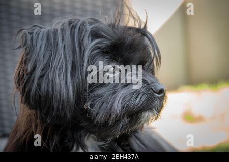 Ein Porträt einer schwarzen Bolonka auf einer Terrasse Stockfoto