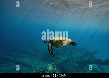 Eine Meeresschildkröte schwimmt an einem Riff in Hawaii entlang Stockfoto