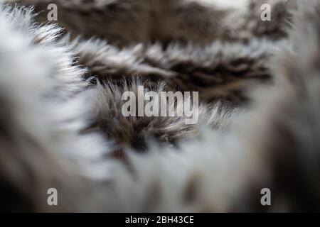 Blick durch eine Kunstpelzdecke mit braunen, weißen und grauen Farben Stockfoto