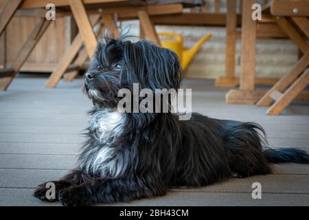 Ein Porträt einer schwarzen Bolonka auf einer Terrasse Stockfoto