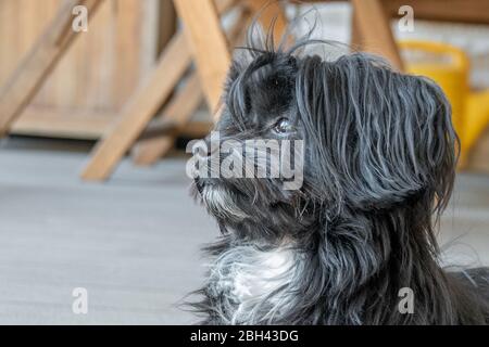 Ein Porträt einer schwarzen Bolonka auf einer Terrasse Stockfoto