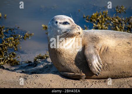 Die graue Robbe Gavin wird von Einheimischen genannt, die sich an einem Strand am Fluss Arun in der Nähe von Littlehampton sonnen. Stockfoto