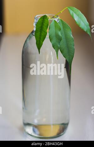 Eine Hauspflanze, die aus einer mit Wasser gefüllten klaren Glasflasche wächst. Die Pflanze hat vier Blätter, die oben aus dem Boden sprießen. Stockfoto