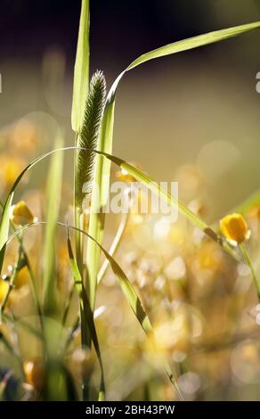 Wildgras - Timothy-Grass (Phleum pratense) im Sonnenlicht. Stockfoto