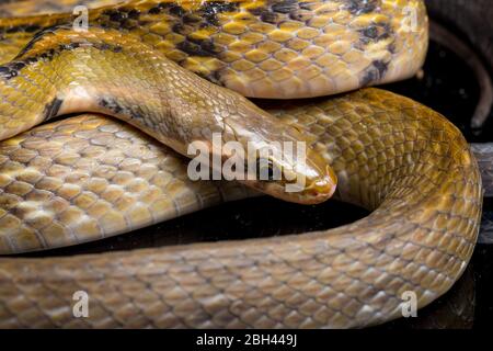 Coelognathus flavolineatus, die schwarze kupferne Rattennatter oder gelb gestreifte Schlange, ist eine Art von Colubrid-Schlange, die in Südostasien gefunden wird. Isoliert auf BL Stockfoto