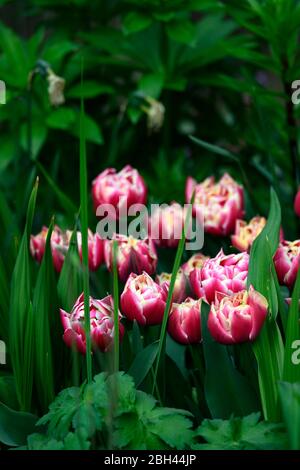 Tulipa Traum Touch, rosa weiße Doppelblumen, Pfingstrose wie Tulpe, Blüte, Tulpen, Tulpe, Doppelblume, RM floral Stockfoto