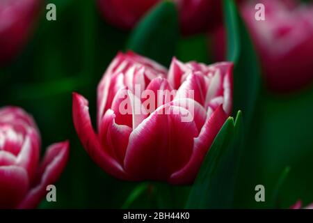 Tulipa Traum Touch, rosa weiße Doppelblumen, Pfingstrose wie Tulpe, Blüte, Tulpen, Tulpe, Doppelblume, RM floral Stockfoto