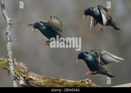Starling thront oder geht los Stockfoto
