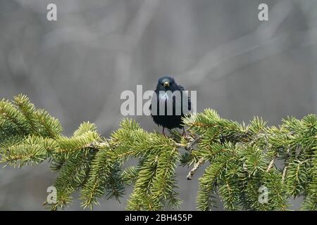 Starling thront oder geht los Stockfoto