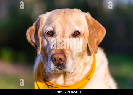 Porträt des gelben Labrador Stockfoto