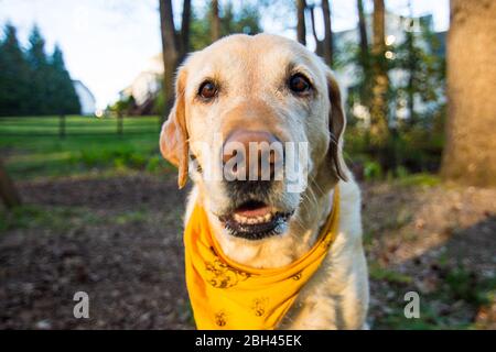 Porträt des gelben Labrador Stockfoto