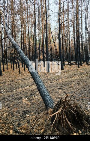 Verbrannter Kiefernwald, nach dem Feuer verbrannter Baum gefallen
