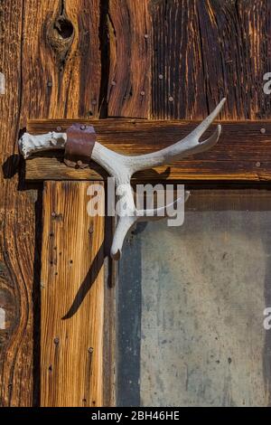 Maultierweide Geweih auf der Postkutsche Halt in der alten Silber- und Goldbergbau Geisterstadt Berlin im Berlin-Ichthyosaur State Park, Nevada, USA Stockfoto