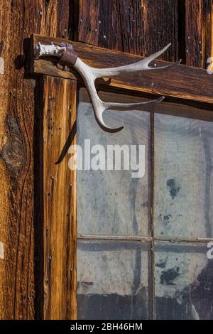 Maultierweide Geweih auf der Postkutsche Halt in der alten Silber- und Goldbergbau Geisterstadt Berlin im Berlin-Ichthyosaur State Park, Nevada, USA Stockfoto