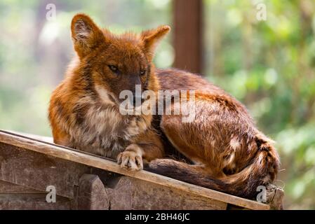 Dhole oder Cuon alpinus, andere englische Namen für Arten sind indischer Wildhund, pfeifender Hund, chennai, asiatischer Wildhund, roter Wolf, roter Hund und mounta Stockfoto