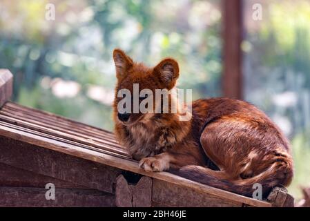 Dhole oder Cuon alpinus, andere englische Namen für Arten sind indischer Wildhund, pfeifender Hund, chennai, asiatischer Wildhund, roter Wolf, roter Hund und mounta Stockfoto