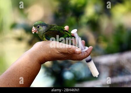 Naguanagua, Carabobo, Venezuela. April 2020. 23. April 2020. Belkis Gil, wurde die Ersatzmutter eines Papageienküken, das sie vor dem sicheren Tod gerettet hatte, als sie noch keine Federn hatte, Sie fütterte es täglich, bis sie ihr Ganzkörpergefieder erreichte und sie hofft, dass sie mit einem Papagei, der seit Jahren bei ihr ist, Gesellschaft halten kann. Naguanagua, im Bundesstaat Carabobo in Venezuela. Foto: Juan Carlos Hernandez Quelle: Juan Carlos Hernandez/ZUMA Wire/Alamy Live News Stockfoto