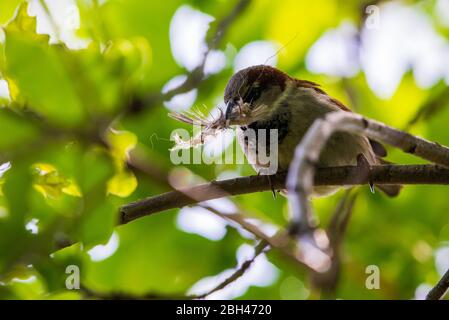 Der kleine Spatz hält eine Feder im Schnabel und bereitet sich darauf vor, ein Nest zu bauen. Brauner Vogel und schneeweiße Feder. Probleme mit dem Frühling. Stockfoto