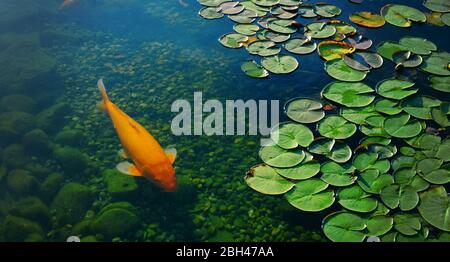 Bunte Koi Fische im See treiben in einem künstlichen Teich unter Seerosen Stockfoto