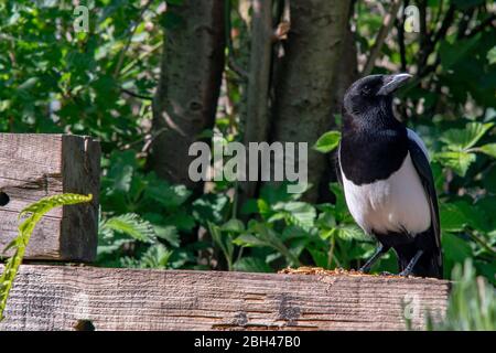 Elster Pica pica füttert an getrockneten Mehlwürmern im Garten. Feder. Britische Inseln. Stockfoto