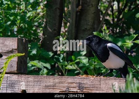 Elster Pica pica füttert an getrockneten Mehlwürmern im Garten. Feder. Britische Inseln. Stockfoto