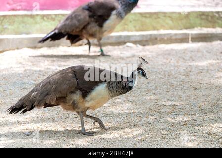 Schöne weibliche Pfau zu Fuß auf dem Boden. Stockfoto