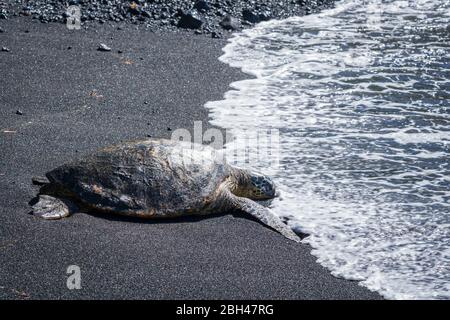 Grüne Meeresschildkröte (Chelonia mydas) am Black Sand Beach in Kahalu’U Hawaii. Stockfoto