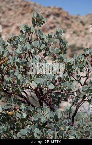 Big Berry Manzanita, Arctostaphylos Glauca, einheimischer Strauch der Pioneertown Mountains Preserve in der südlichen Mojave Wüste. Stockfoto