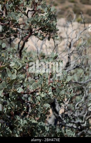 Big Berry Manzanita, Arctostaphylos Glauca, einheimischer Strauch der Pioneertown Mountains Preserve in der südlichen Mojave Wüste. Stockfoto