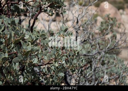 Big Berry Manzanita, Arctostaphylos Glauca, einheimischer Strauch der Pioneertown Mountains Preserve in der südlichen Mojave Wüste. Stockfoto