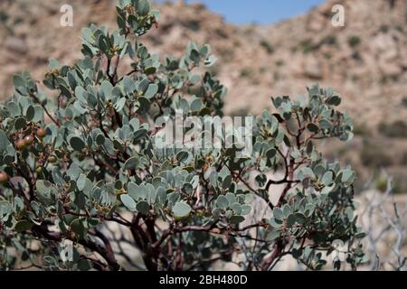 Big Berry Manzanita, Arctostaphylos Glauca, einheimischer Strauch der Pioneertown Mountains Preserve in der südlichen Mojave Wüste. Stockfoto