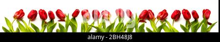 Frühlingsblumen. Bouquet von roten Tulpen isoliert auf weißem Hintergrund. Banner. Draufsicht, Rahmen, Rahmen, Kopierbereich. Grußkarte. Muttertag, Valentin Stockfoto