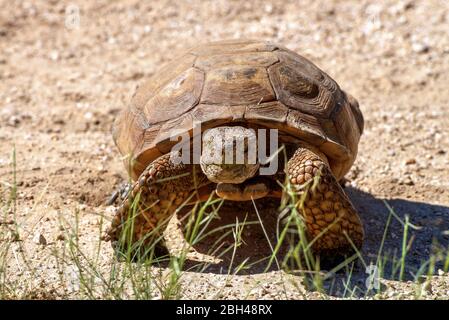 Die Sonoranische Wüstenschildkröte (Gopherus morafkai) oder Morafkas Wüstenschildkröte, eine in der Sonoranischen Wüste heimische Schildkrötenart, zieht sich in der Nähe der Ta Stockfoto