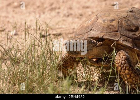 Die Sonoranische Wüstenschildkröte (Gopherus morafkai) oder Morafkas Wüstenschildkröte, eine in der Sonoranischen Wüste heimische Schildkrötenart, zieht sich in der Nähe der Ta Stockfoto