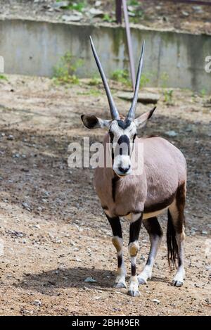 Gemsbok oder Gemsbok oder Oryx Gazella im Zoo. Stockfoto