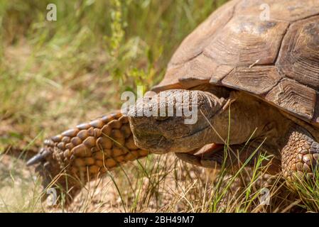 Die Sonoranische Wüstenschildkröte (Gopherus morafkai) oder Morafkas Wüstenschildkröte, eine in der Sonoranischen Wüste heimische Schildkrötenart, zieht sich in der Nähe der Ta Stockfoto